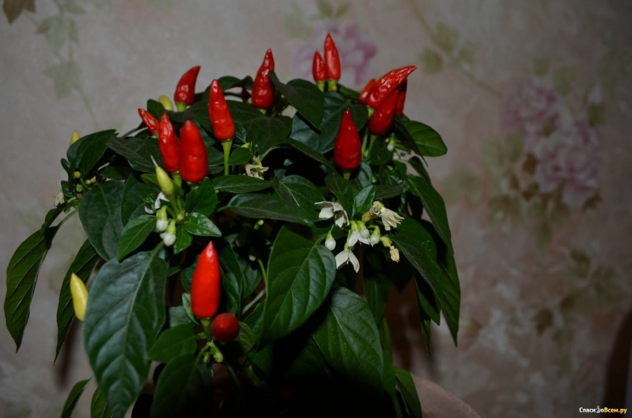 Перец декоративный комнатный Чили красный