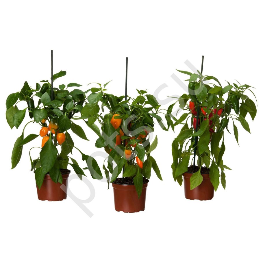 Мини перчики в горшке