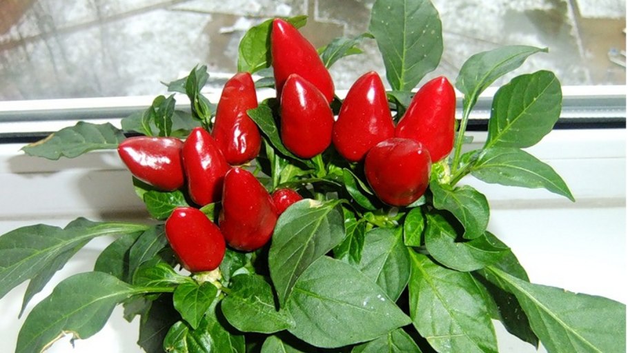 Перец острый Ивонна