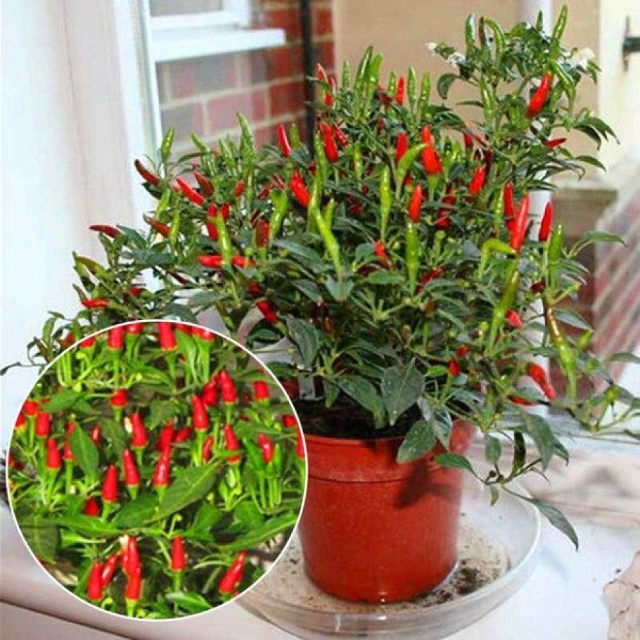 Thai Sun hot Pepper Capsicum annuum ornamental Chili Seeds