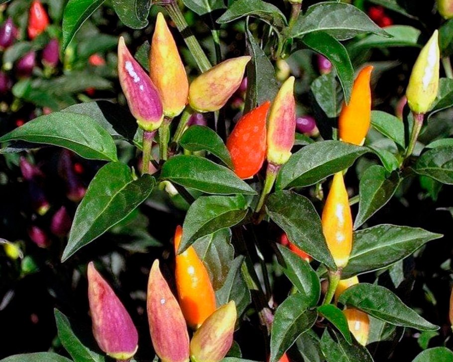 Перец острый алладин