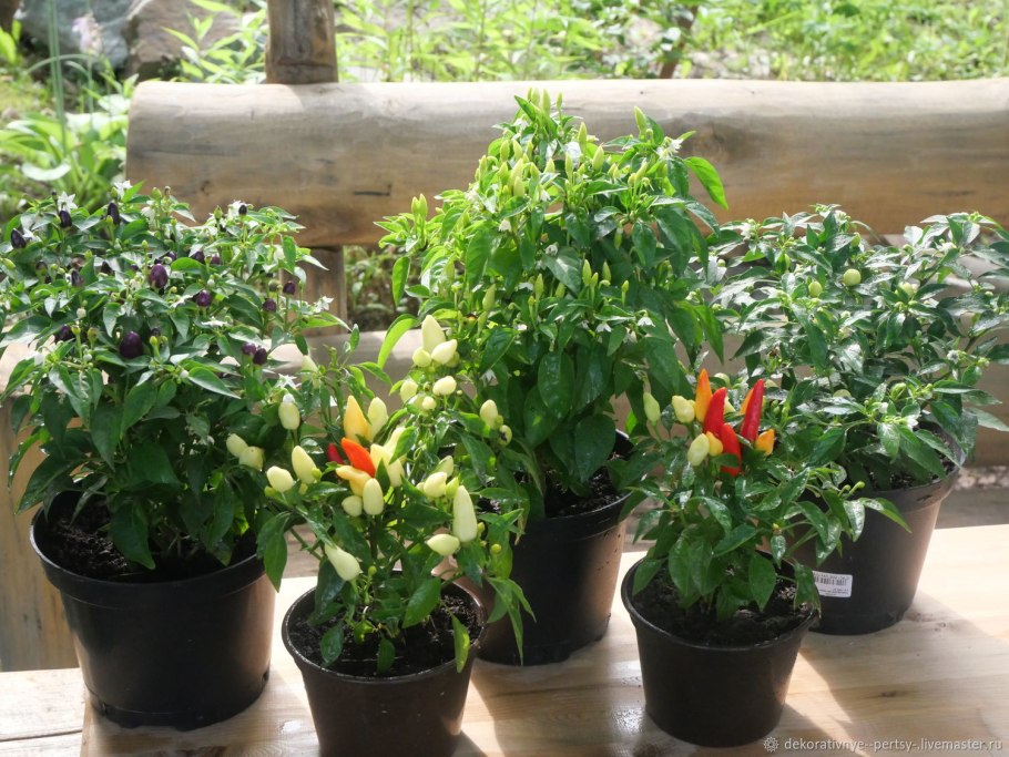 Thai Pepper перец