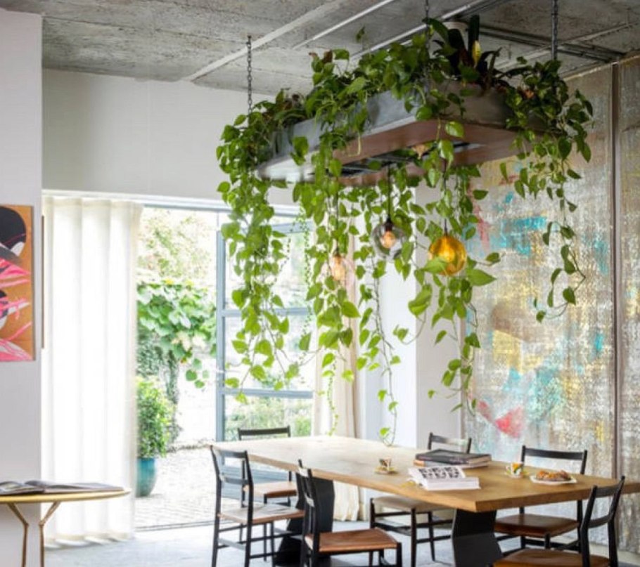 Подвесные растения на потолок