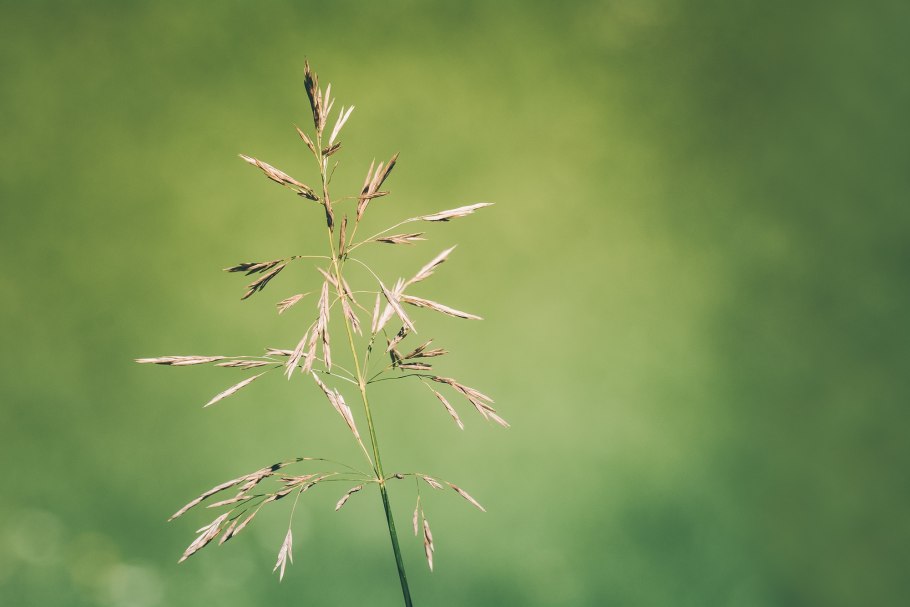 – Ежа сборная Dáctylis glomeráta