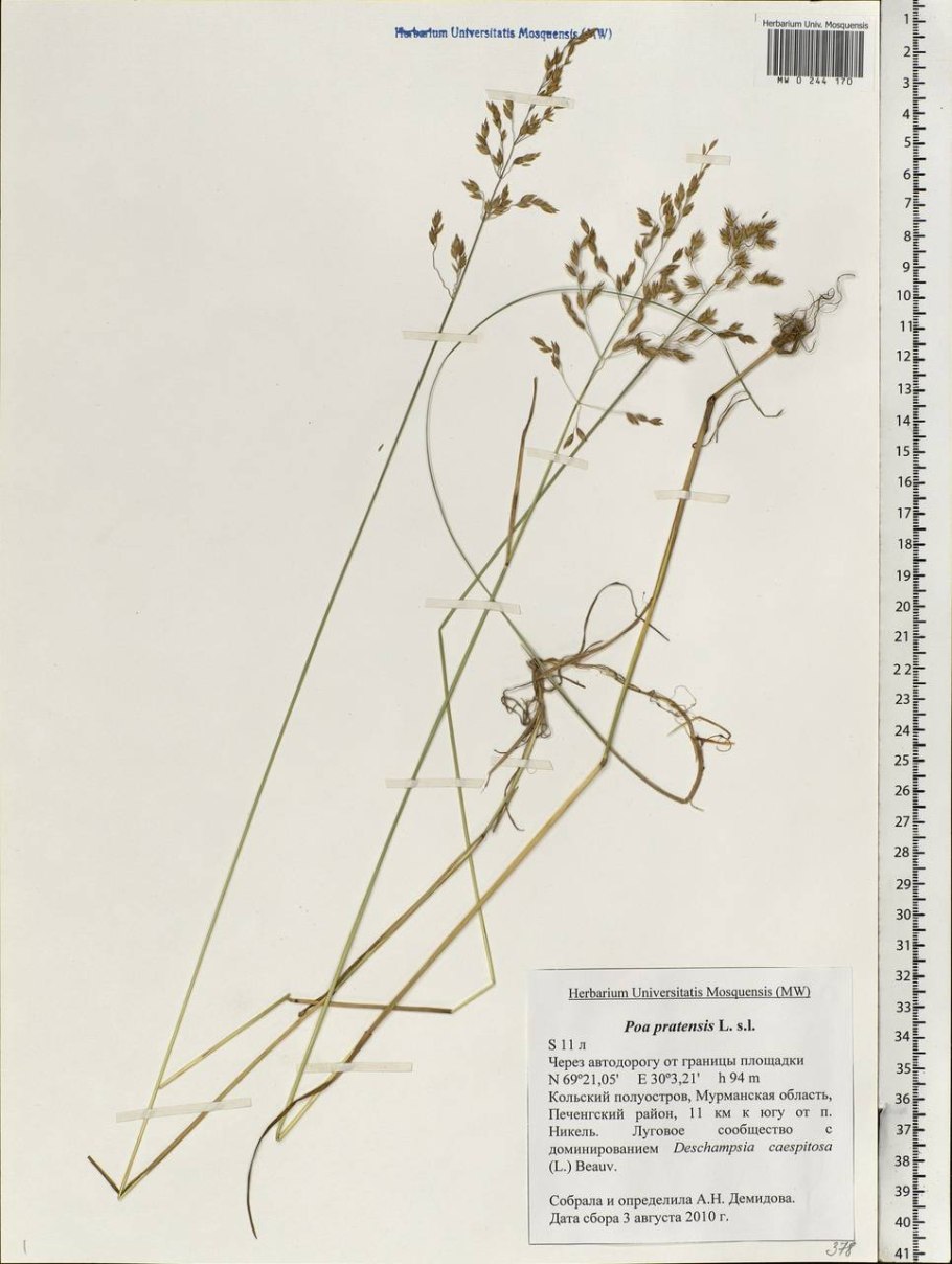 Трава овсяница Луговая
