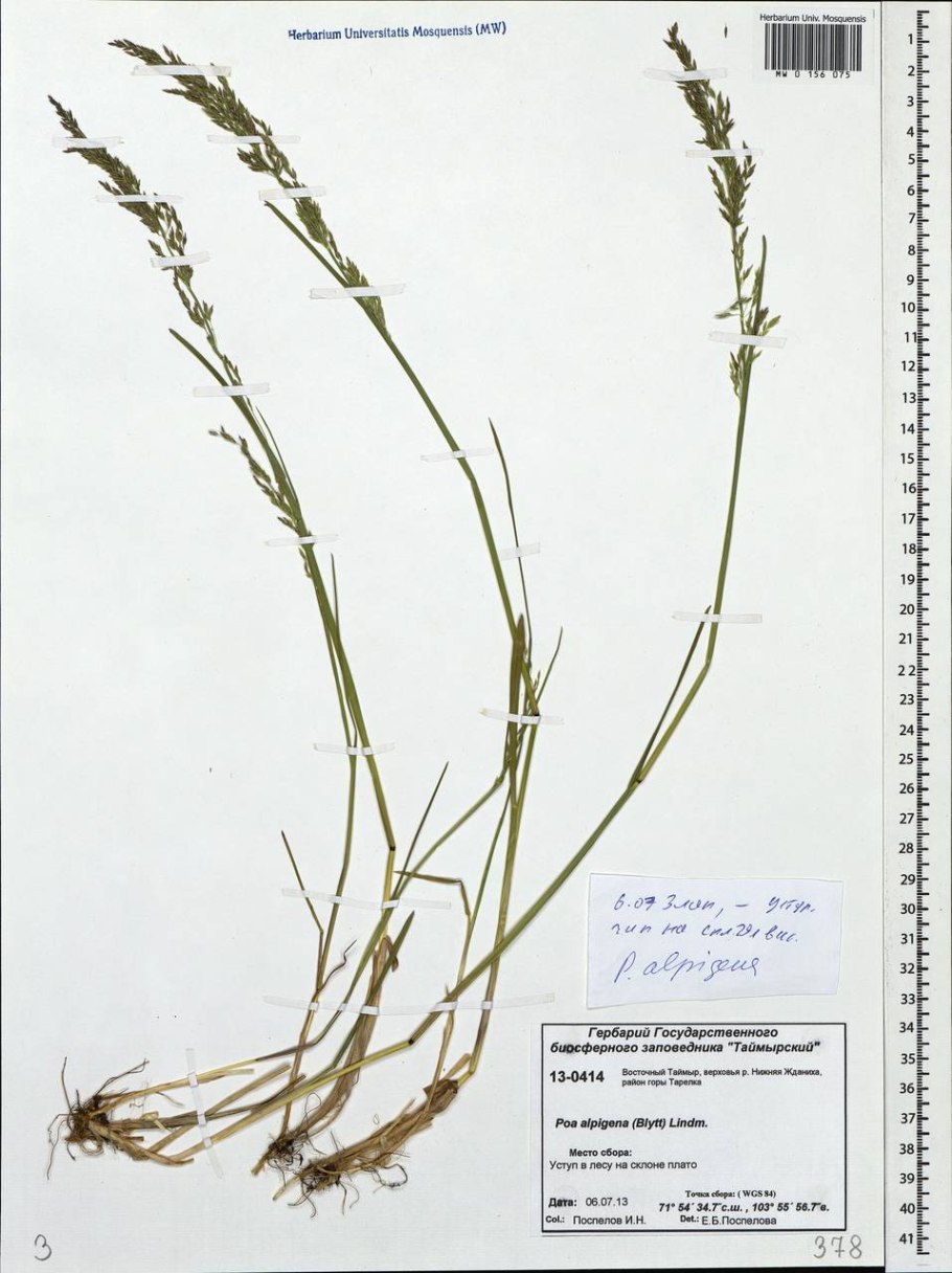 Мятлик Луговой POA pratensis l. ботаника