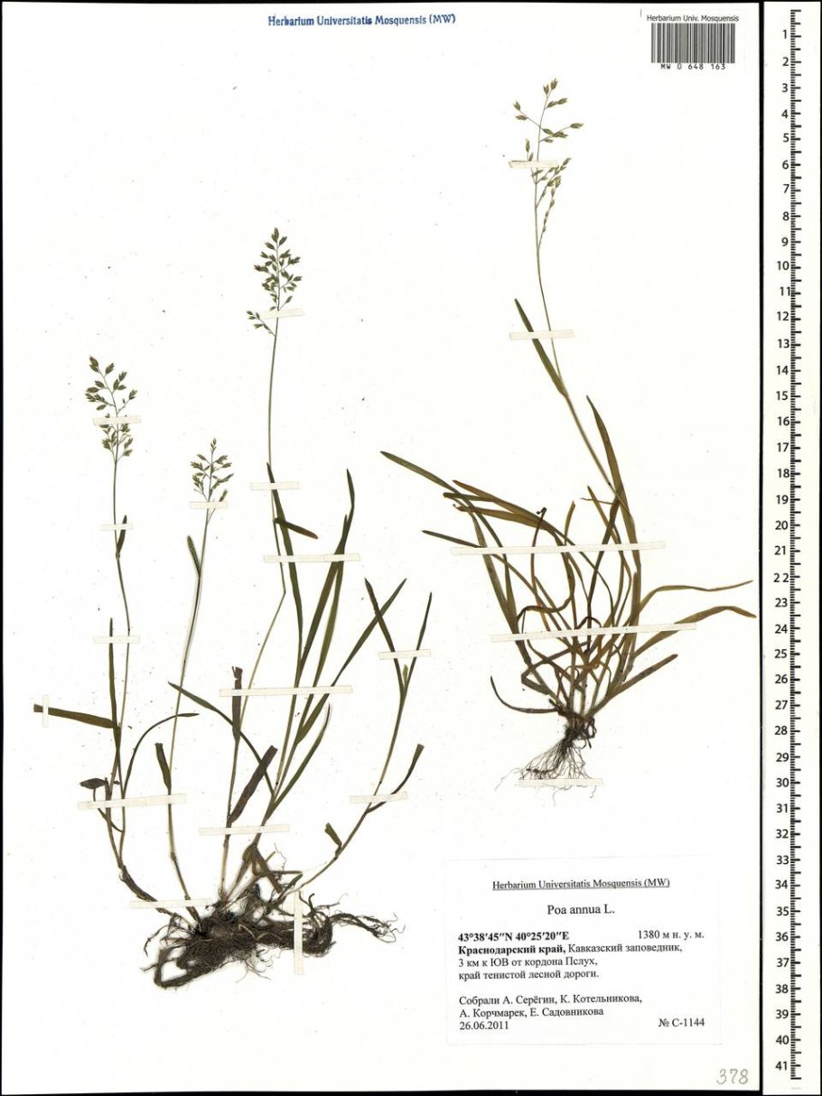 POA Badensis Haenke (p. Alpina Auct.) - Мятлик Баденский