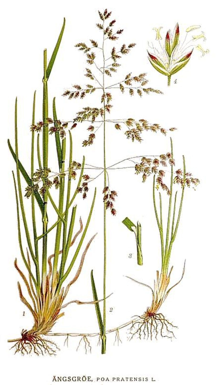 Овсяница Луговая Колос