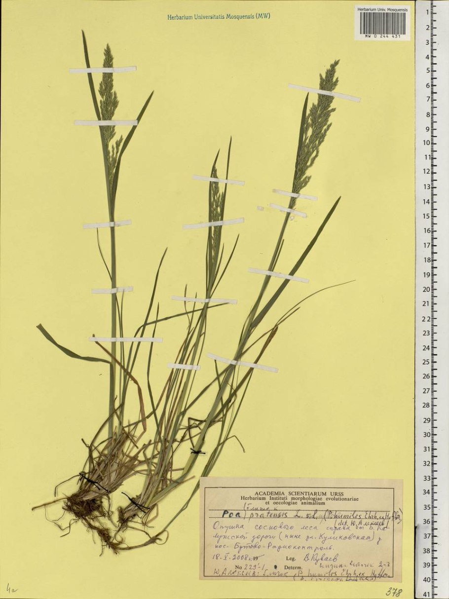 Мятлик Луговой