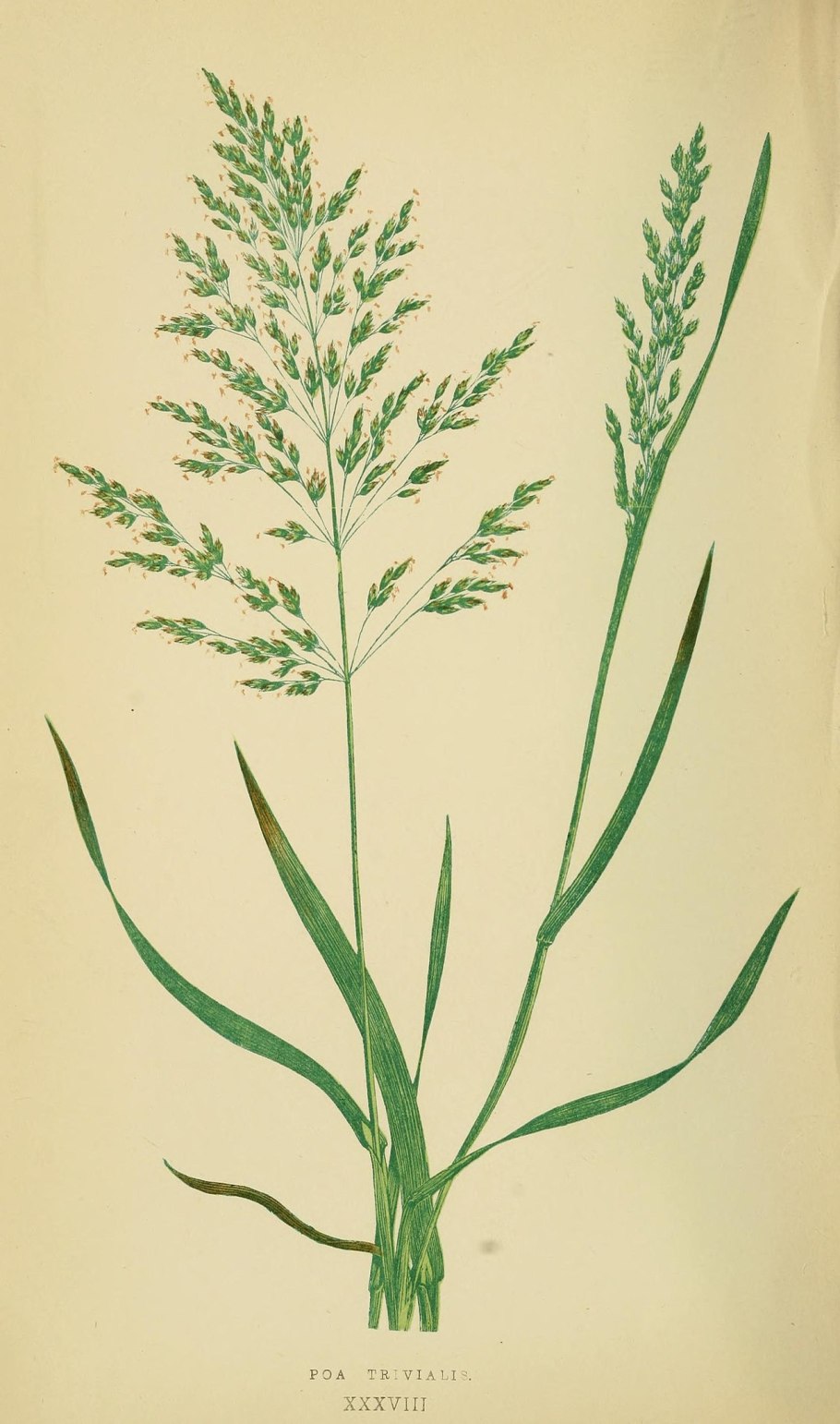 Осока и пырей различия