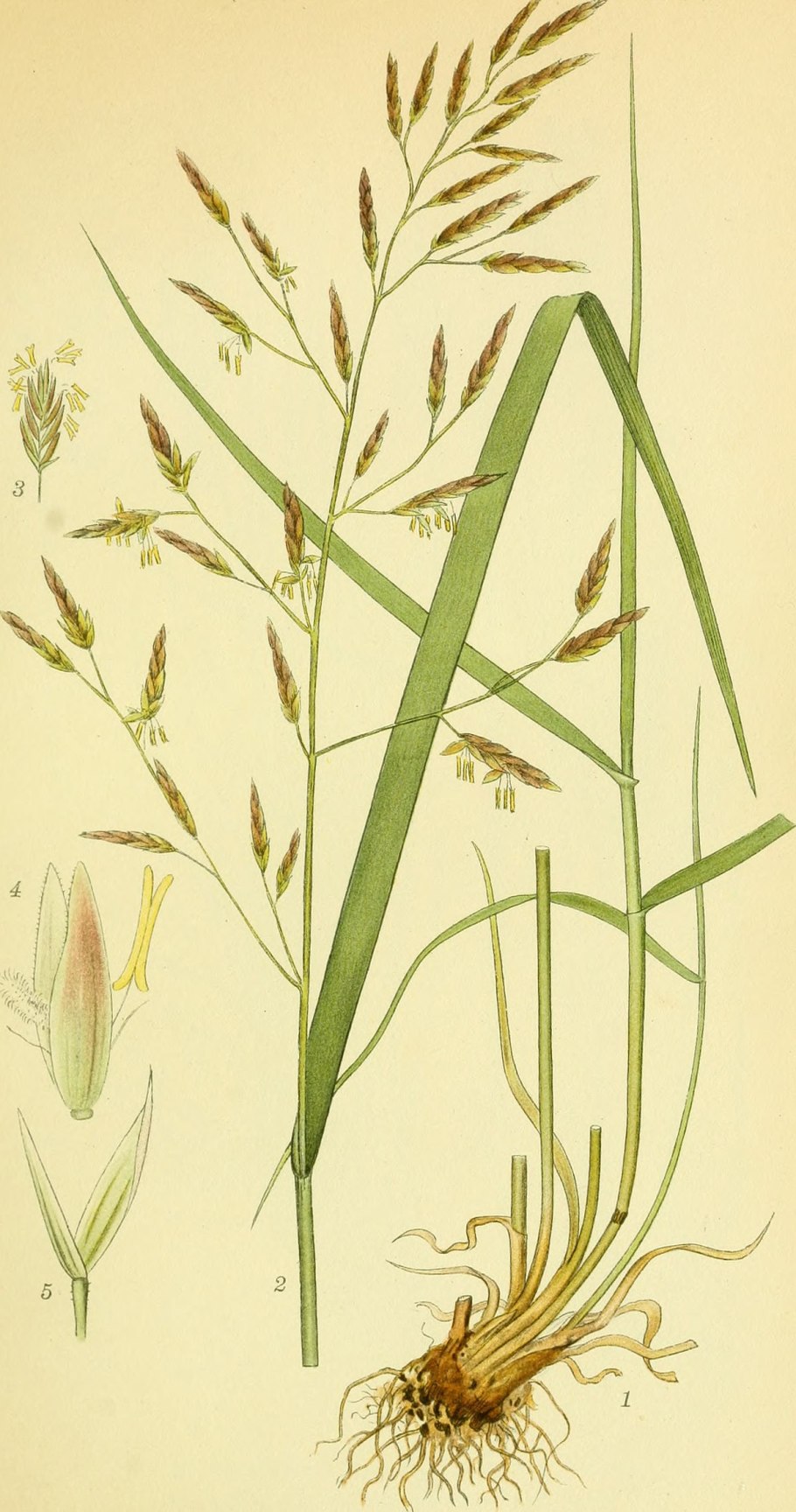 Щетинник сизый сорняк