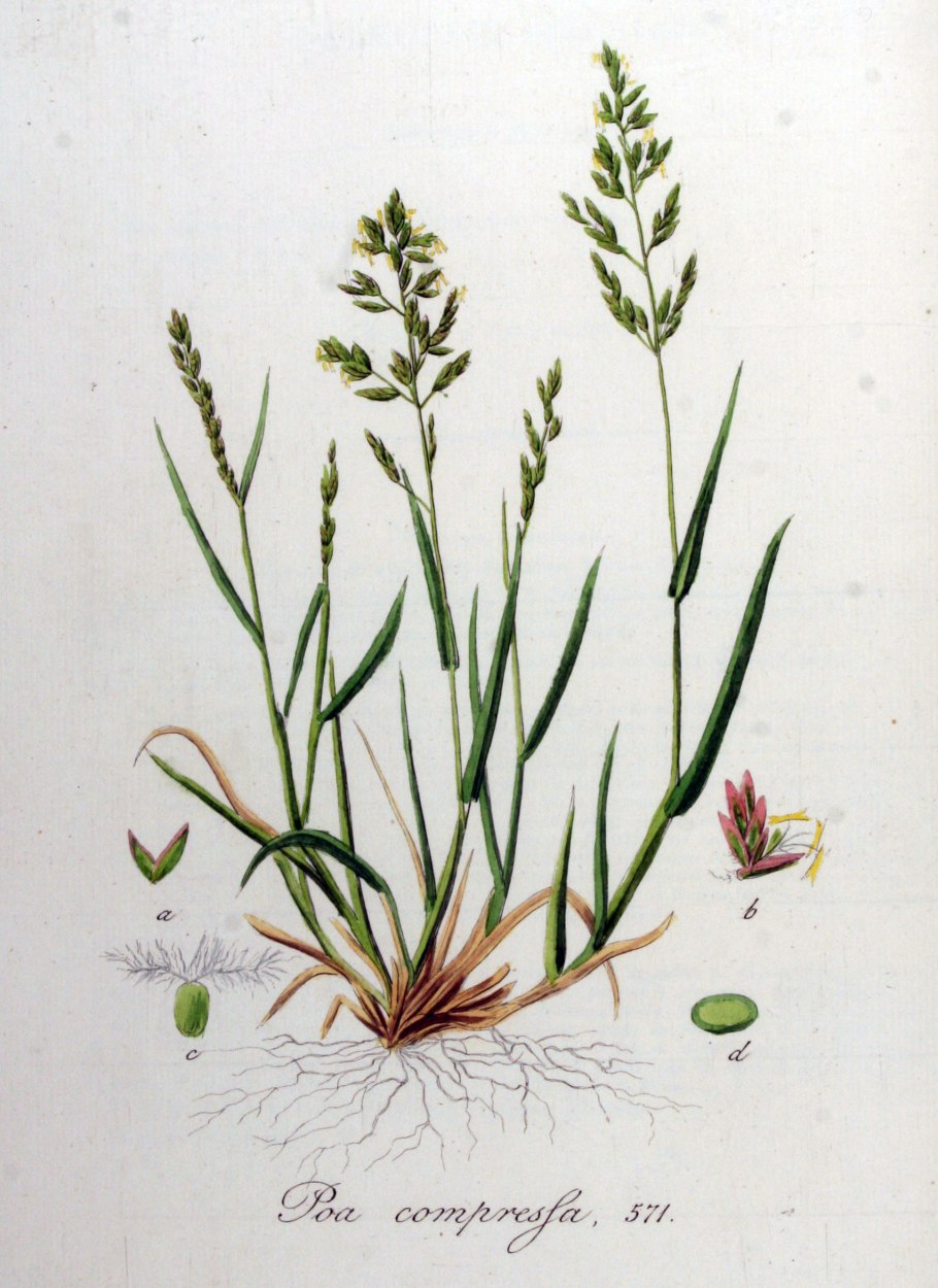 Мятлик луговой ботаника