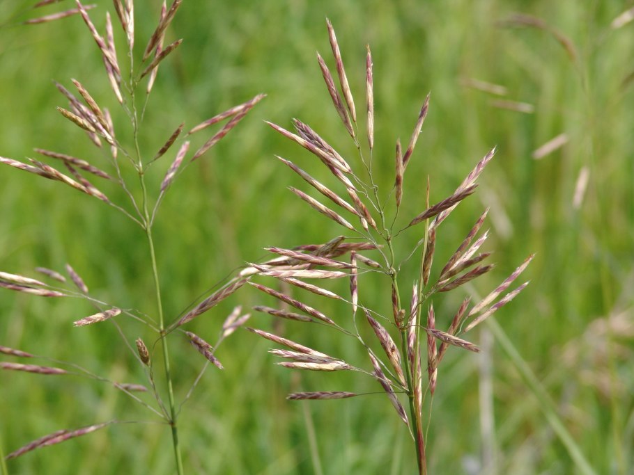 Пырей ползучий (Elytrigia repens)