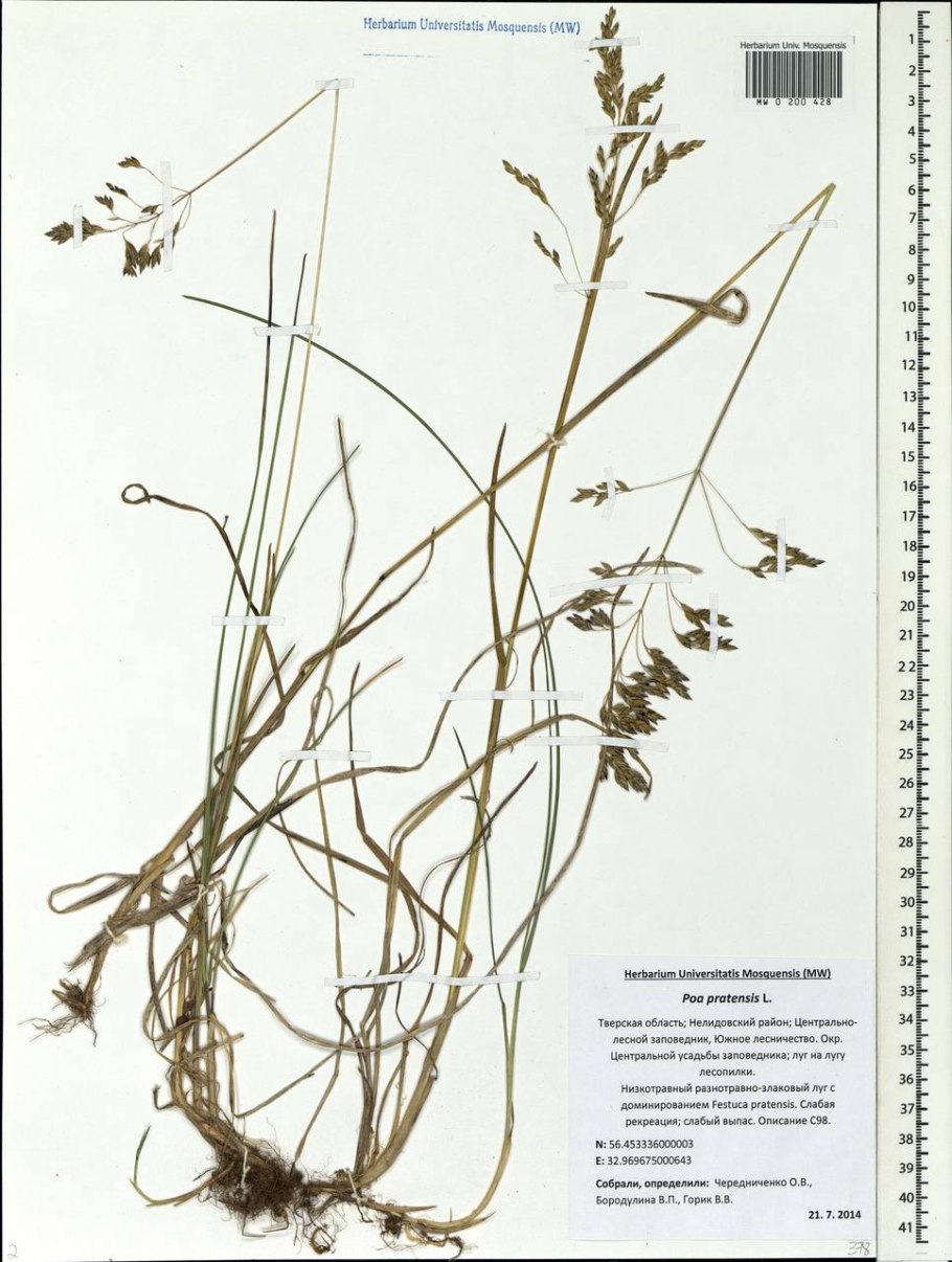 Мятлик однолетний Ботанический рисунок