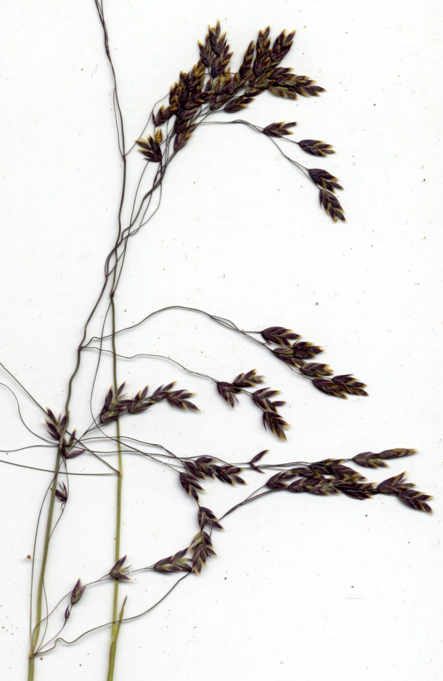 Овсяница красная Луговая