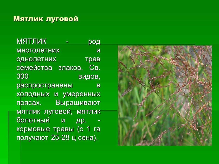 Мятлик Луговой соцветие