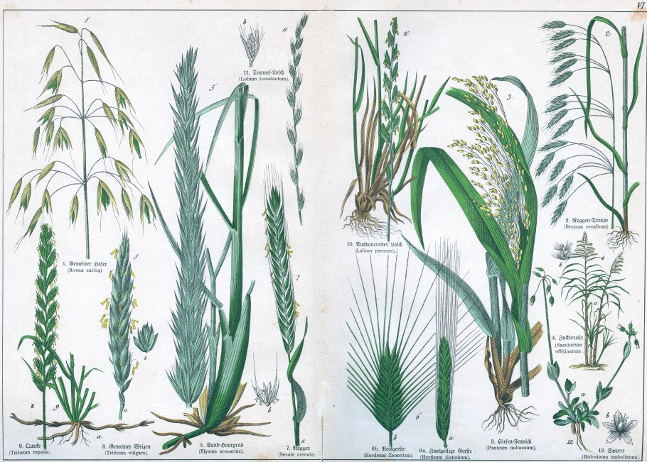 Овсяница красная (Festuca rubra)