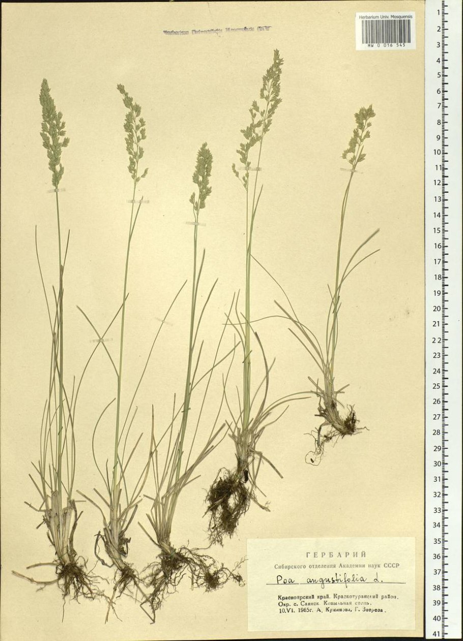 Мятлик Луговой