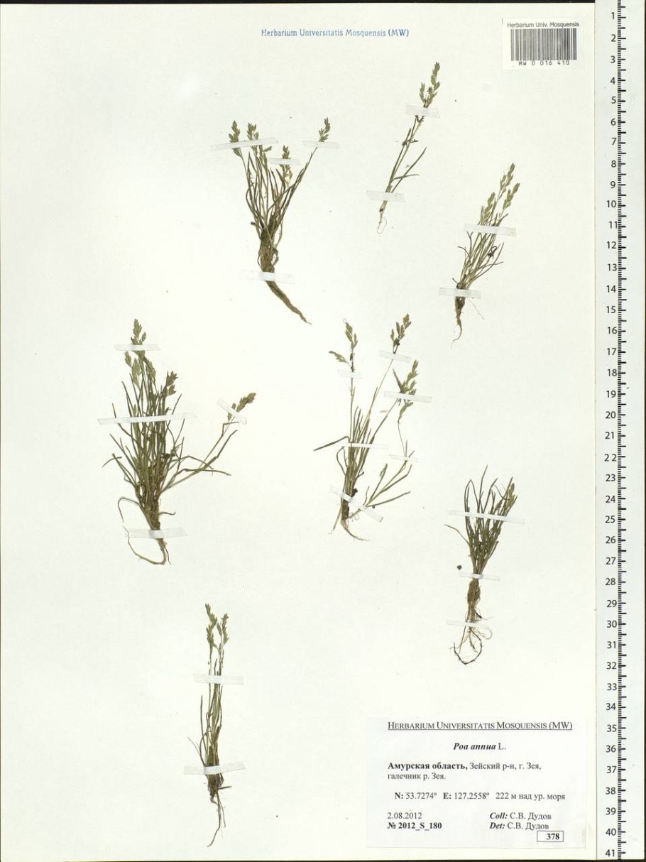 Ежа сборная Dactylis glomerata l.