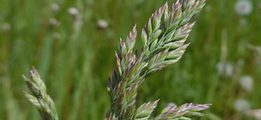 Мятлик обыкновенный гербарий