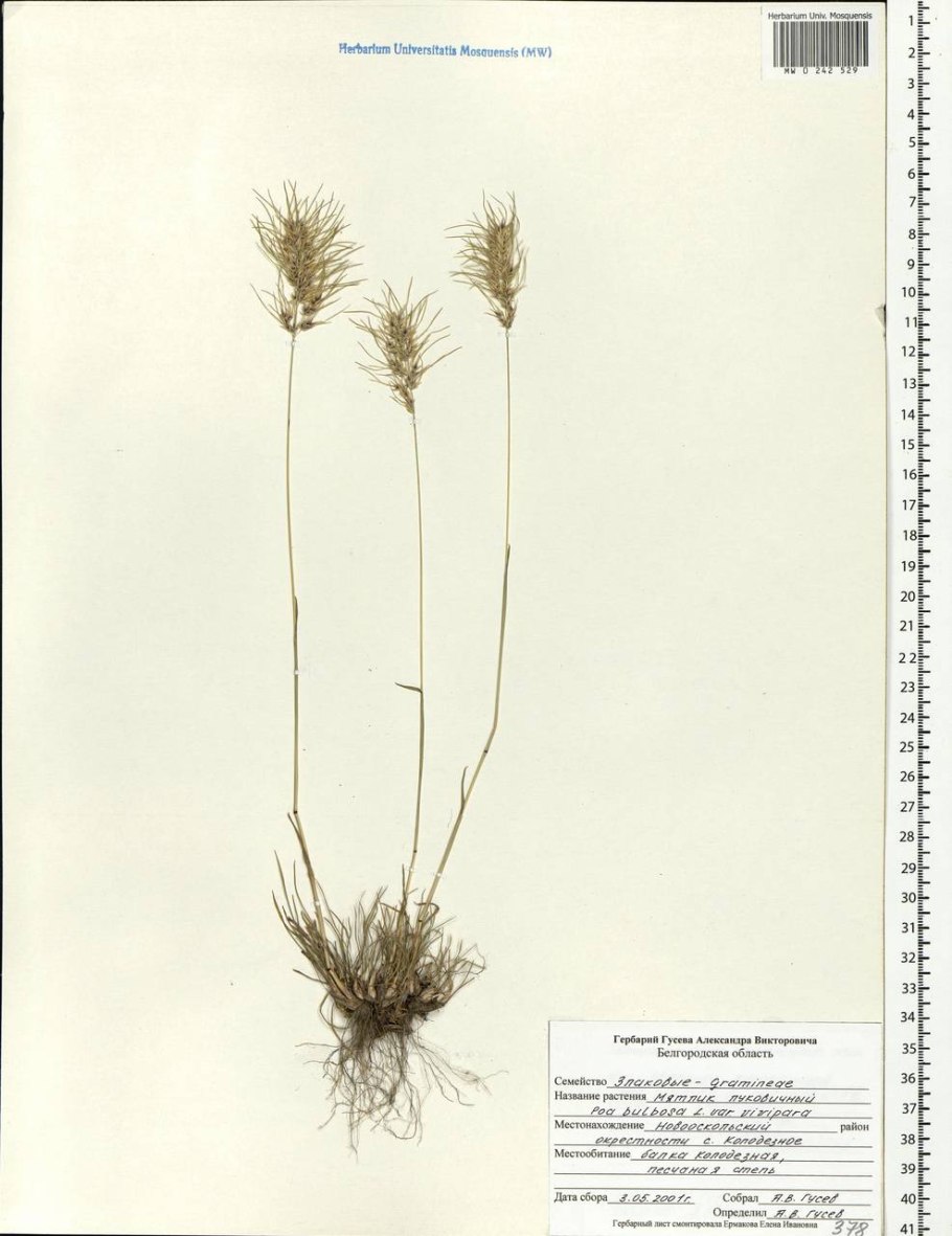 Рылей ползуций биологическая группа