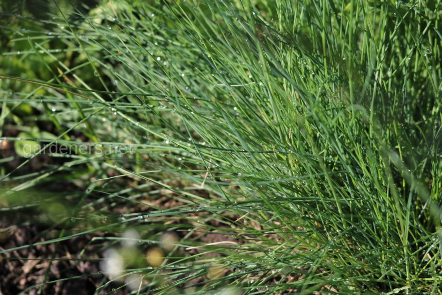 Мятлик Луговой ботаника