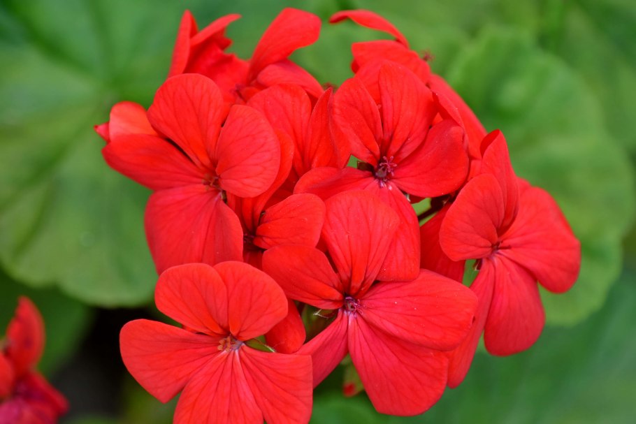 Герань красная пятилистная