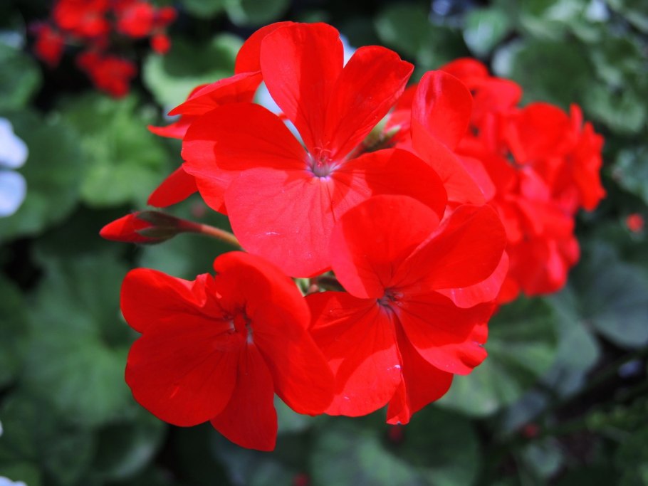 Пеларгония зональная красная и белая