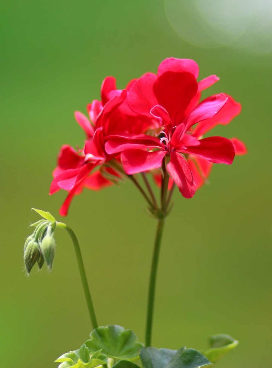 Стрельчатая герань