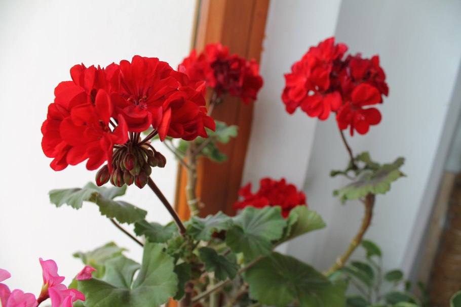 Пеларгония красная