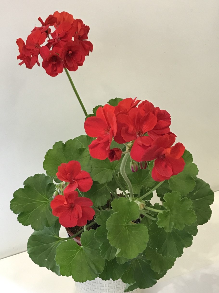 Пеларгония Abelina