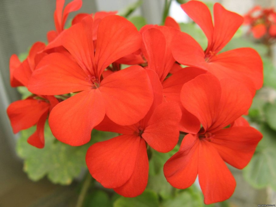 Пеларгония красная