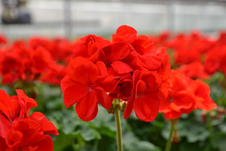 Пеларгония Люция