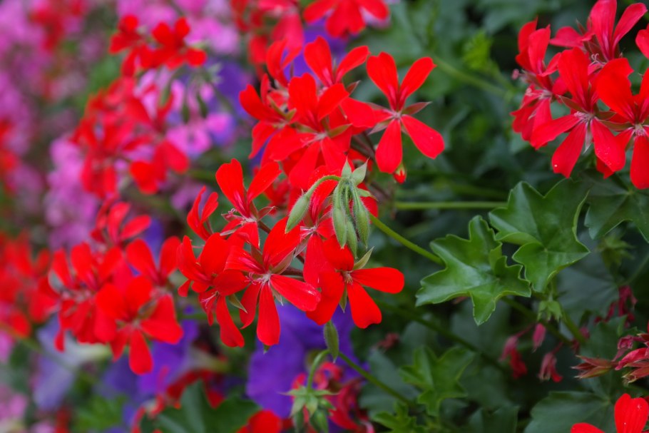 Герань красная (Geranium sanguineum)