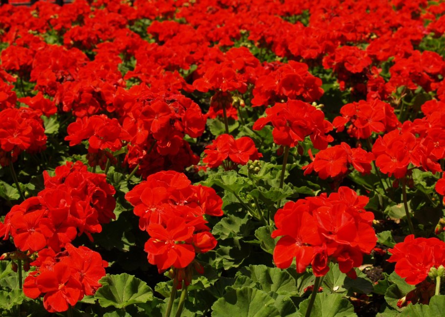 Пеларгония зональная кроваво красная сорта