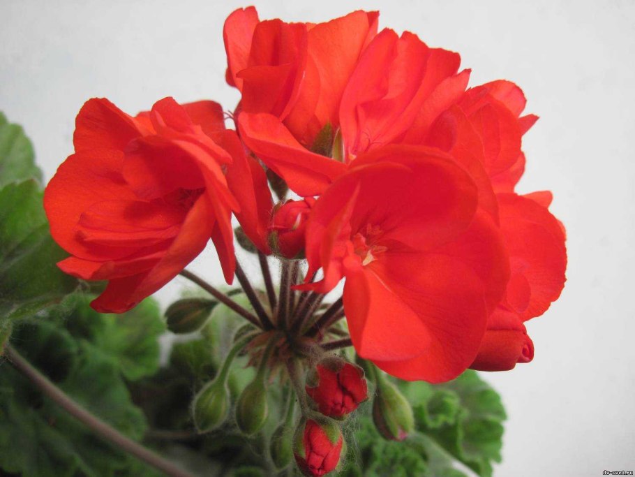 Пеларгония алая махровая