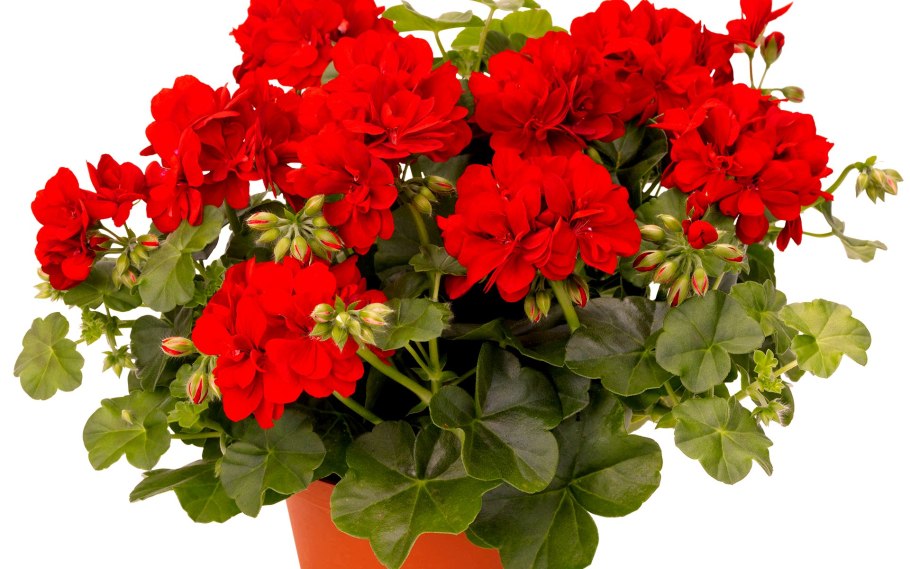 Пеларгония зональная contrast