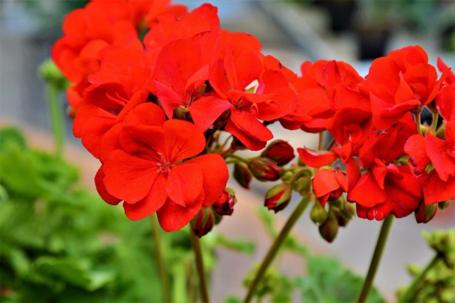 Пеларгония "Кассия"