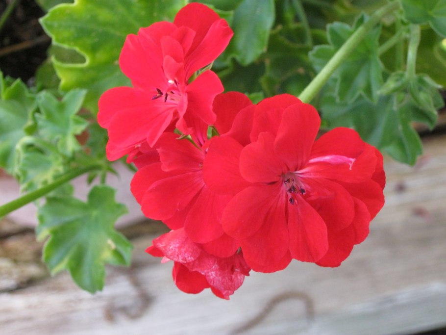 Пеларгония ТОТТА