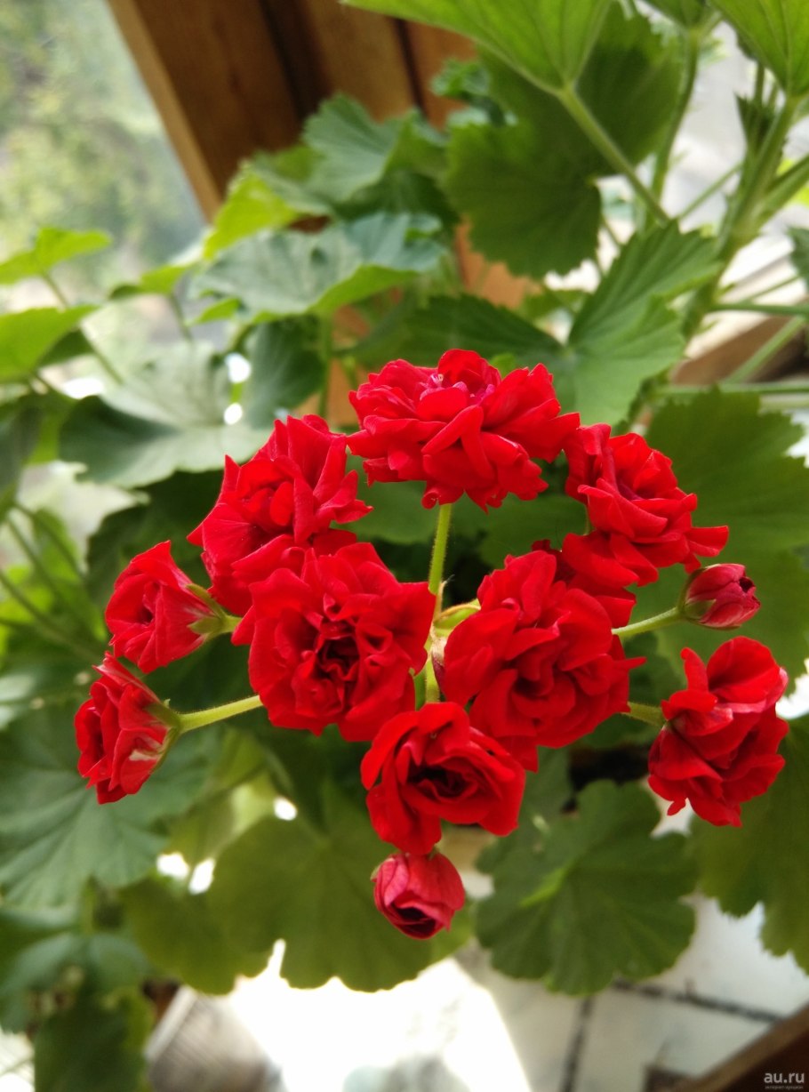Красный розебуд пеларгония