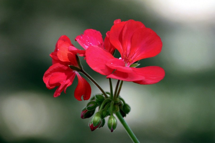 Пеларгония красная