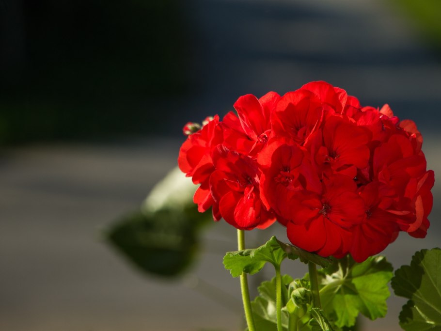 Красная герань – Red Geranium
