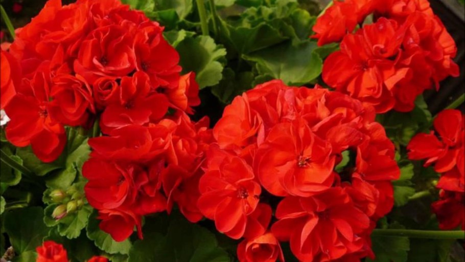 Красная зональная полумахровая пеларгония