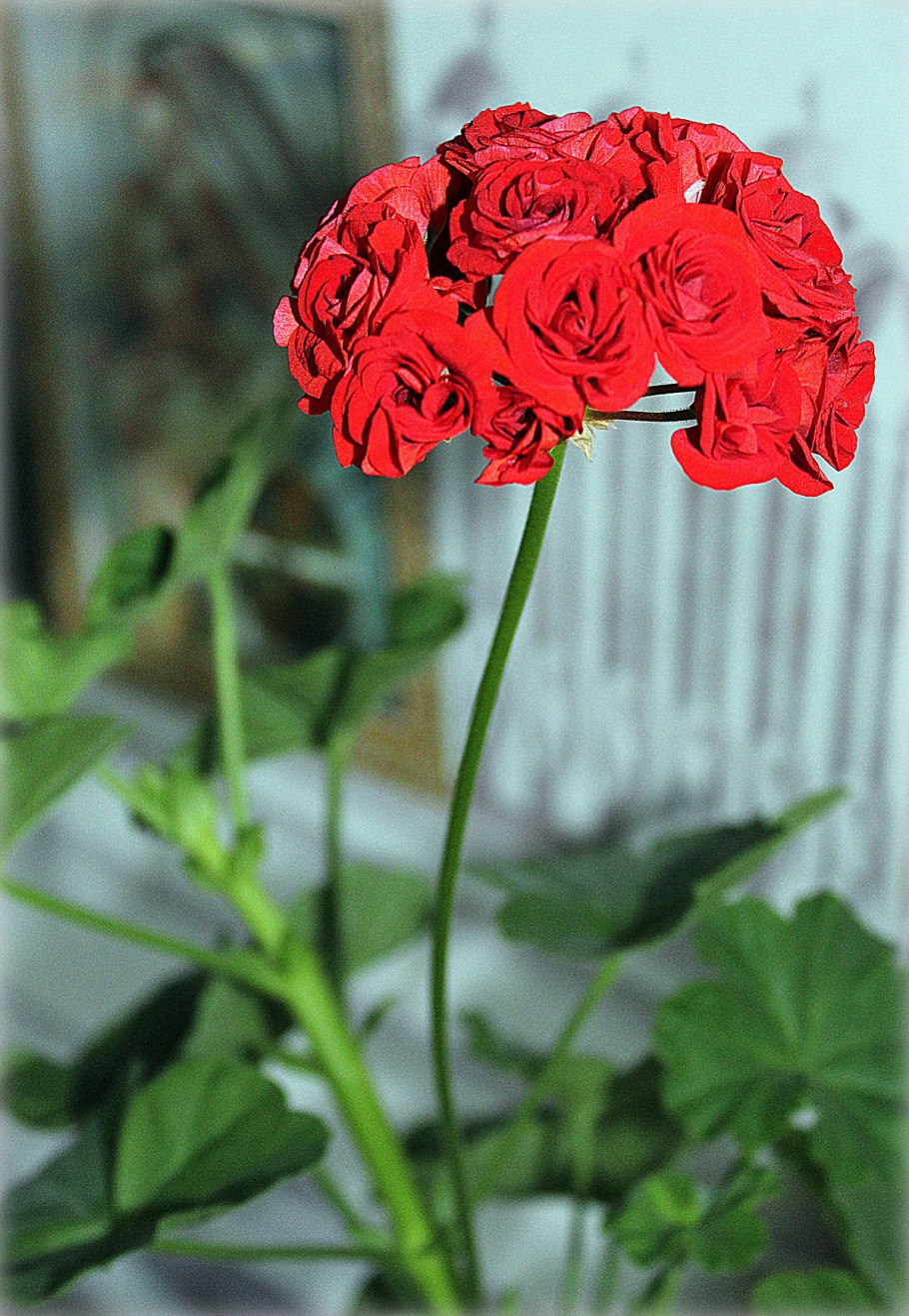 Герань розебудная красная