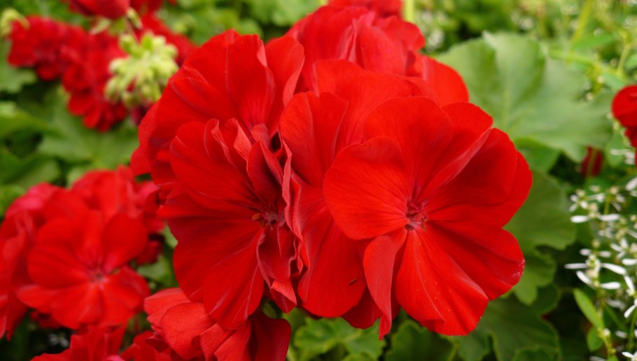 Пеларгония зональная алая