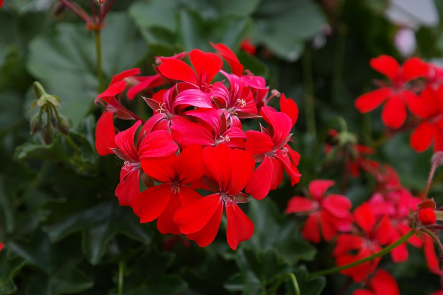 Красная герань – Red Geranium