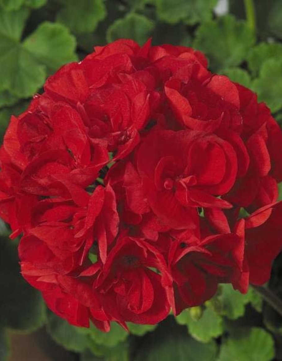 Пеларгония Ландскапер ред