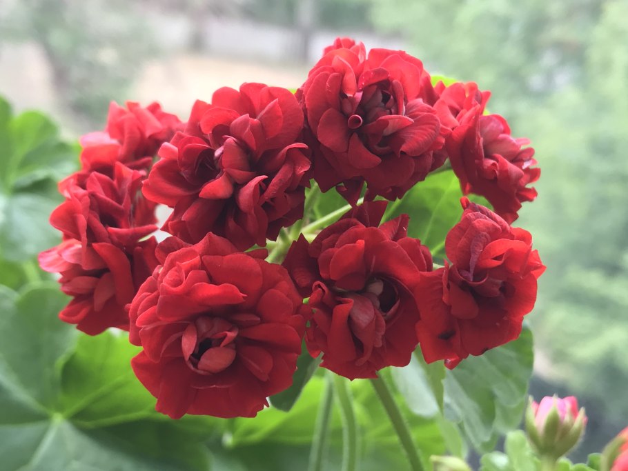 Пеларгония зональная махровая