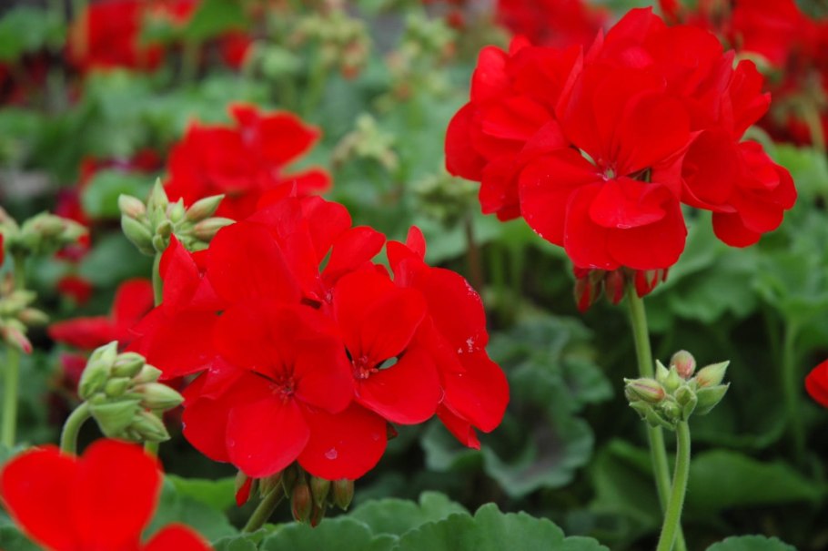 Красная герань – Red Geranium