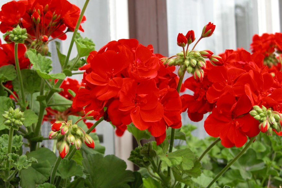 Pac Abelina пеларгония